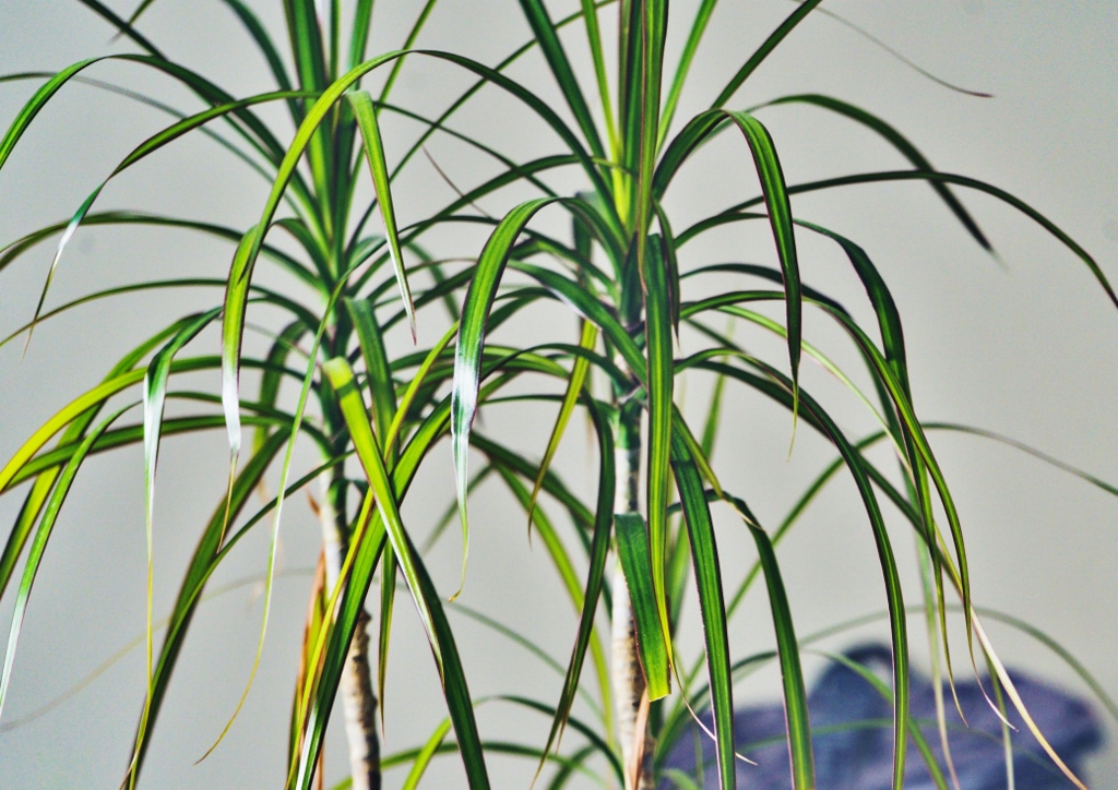 Drachenbaum, Dracaena, Dracaena marginata, Dracaena reflexa