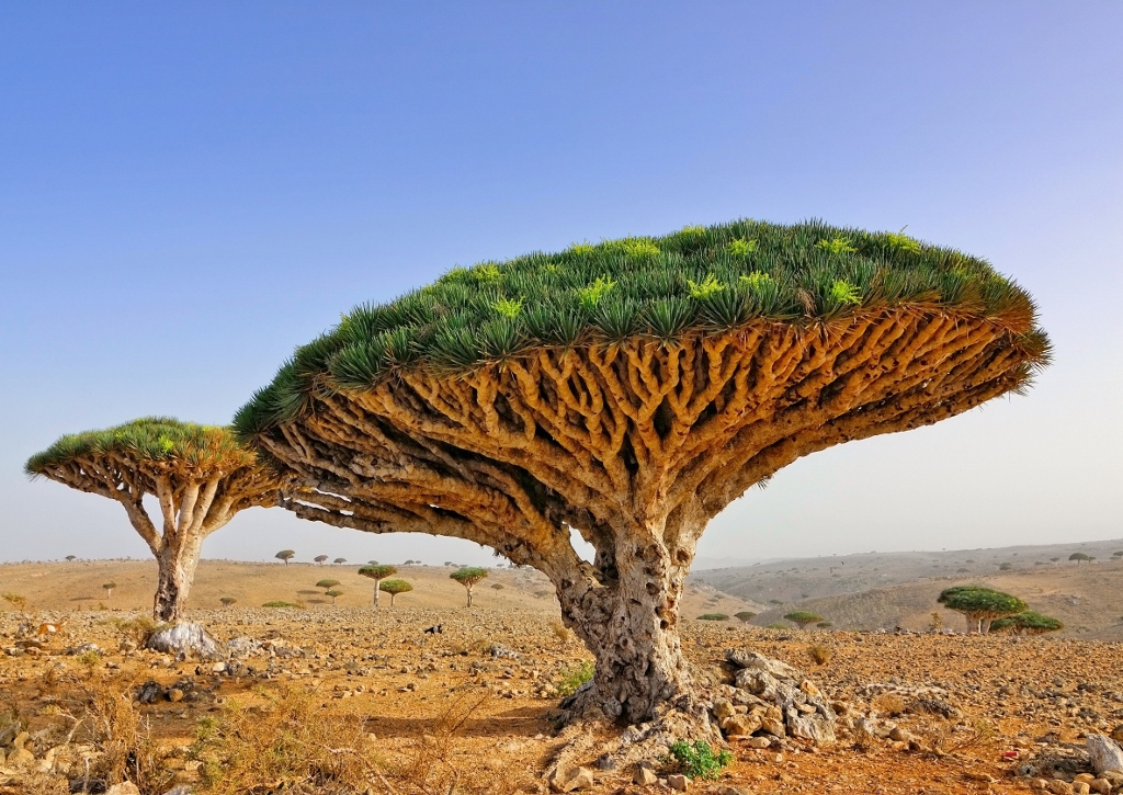 Drachenbaum, Dracaena, Sokotrischer Drachenbaum, Dracaena cinnibari