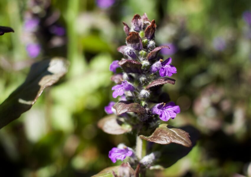 Gamander, Teucrium