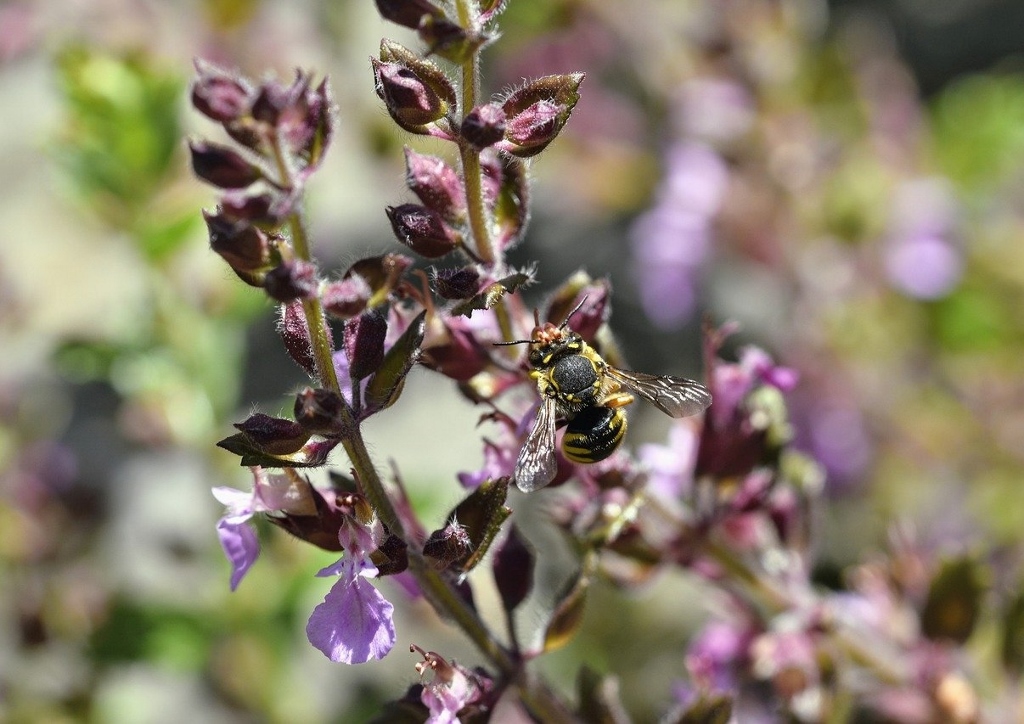 Gamander, Bienenweide, Teucrium