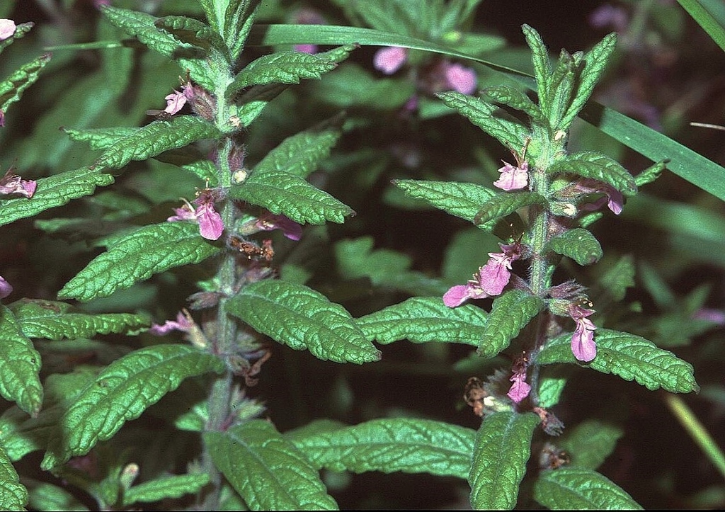 Gamander pflanzen, Gamander, Knoblauch-Gamander, Teucrium scordium, Wirkung, Inhaltsstoffe, Arten