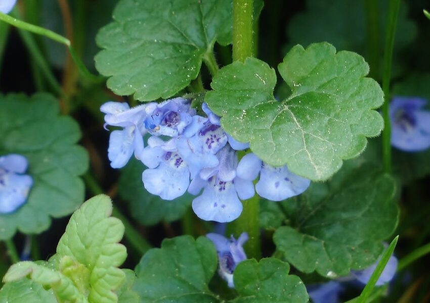 Gundermann, Gundelrebe, Glechoma hederacea