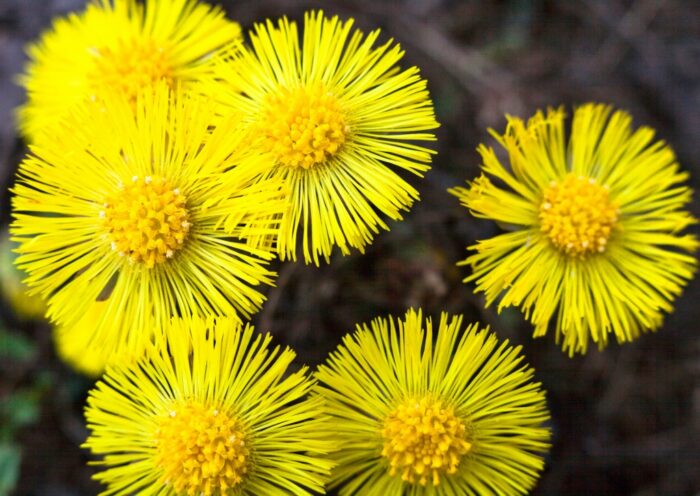 Huflattich, Tussilago farfara, Blüte