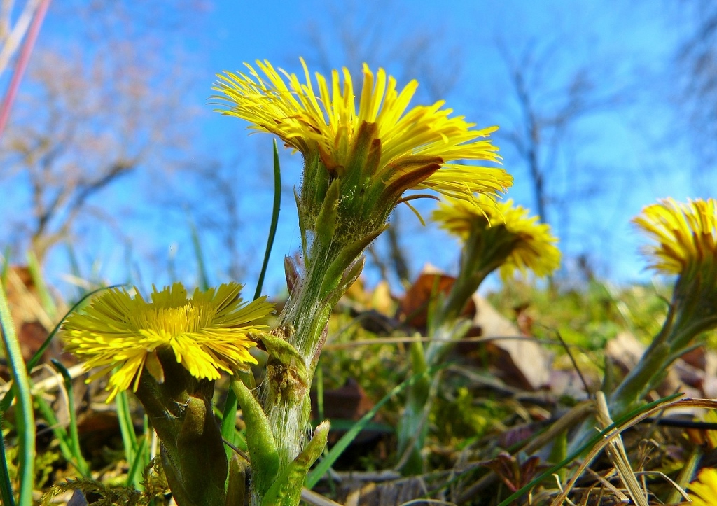 Huflattich, Tussilago farfara, Blüte