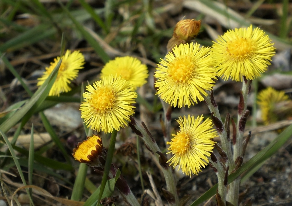 Huflattich, Tussilago farfara, Blüte