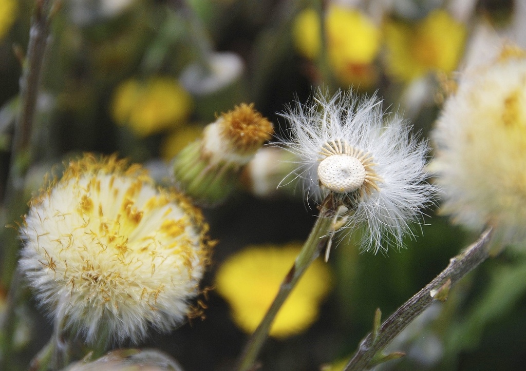 Huflattich, Tussilago farfara, Blüte, Pusteblume
