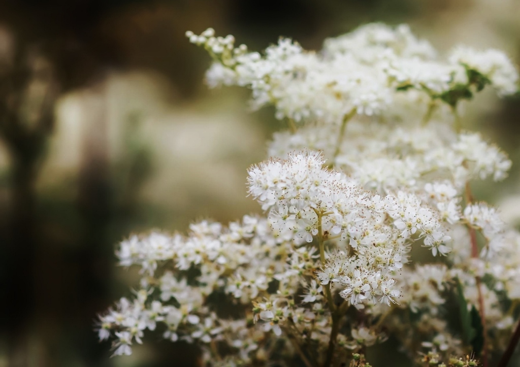 Mädesüß, Echtes Mädesüß, Filipendula ulmaria