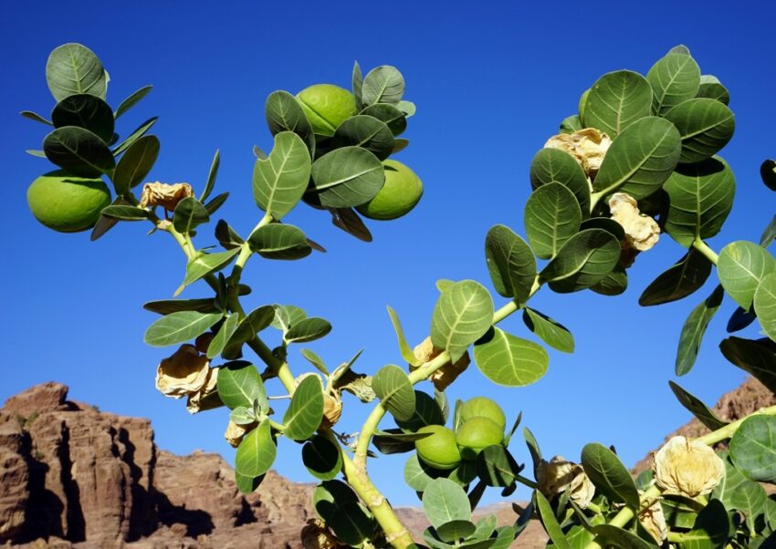 Myrrhestrauch, Commiphora myrrha