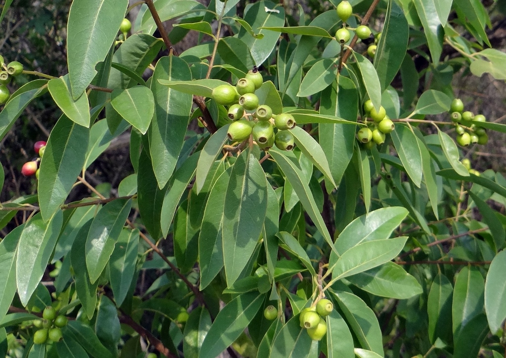 Sandelholz, Santalum, Weißes Sandelholz, Santalum album