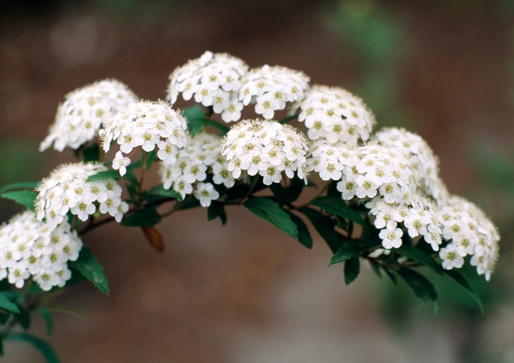 Spierstrauch, Spiraea, Kanton-Spierstrauch, Spiraea cantoniensis