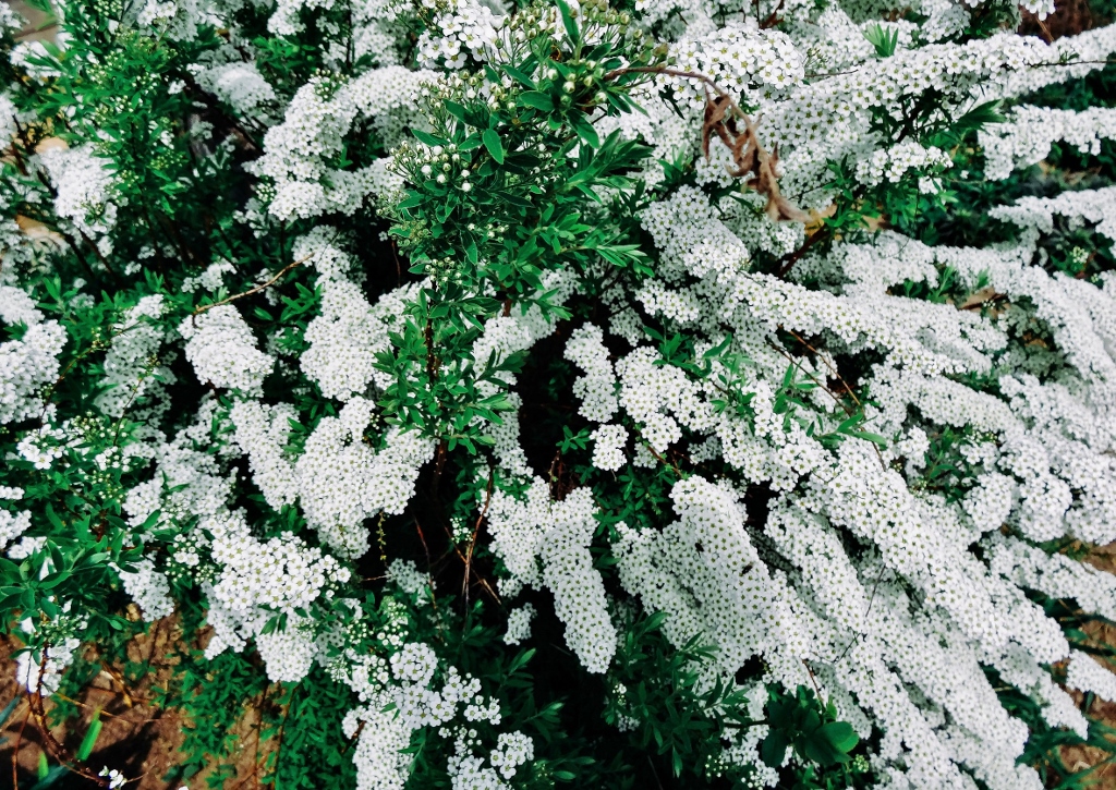 Spierstrauch, Spiere, Spieren, Spiraea