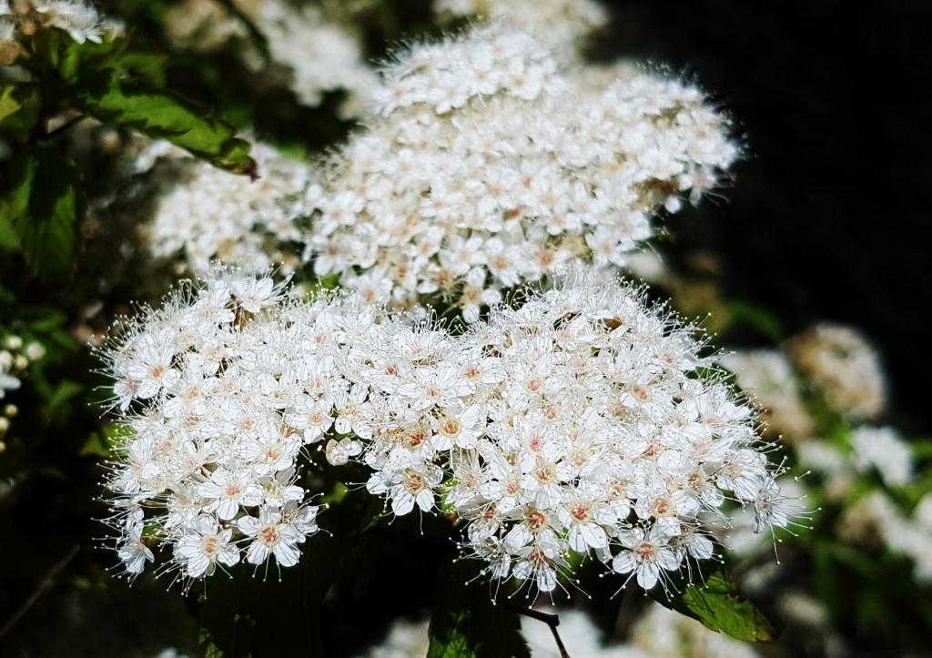 Spierstrauch, Spiraea, Gamander-Spierstrauch, Spiraea chamaedryfolia