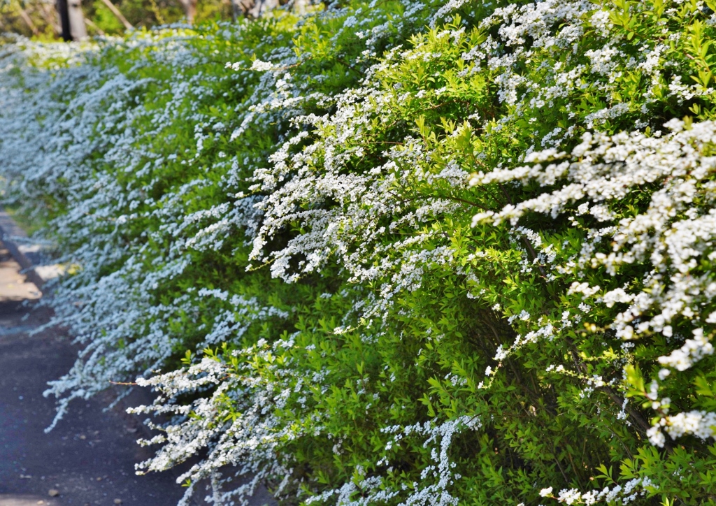 Spierstrauch, Spiraea, Frühlingsspiere, Spiraea thunbergii