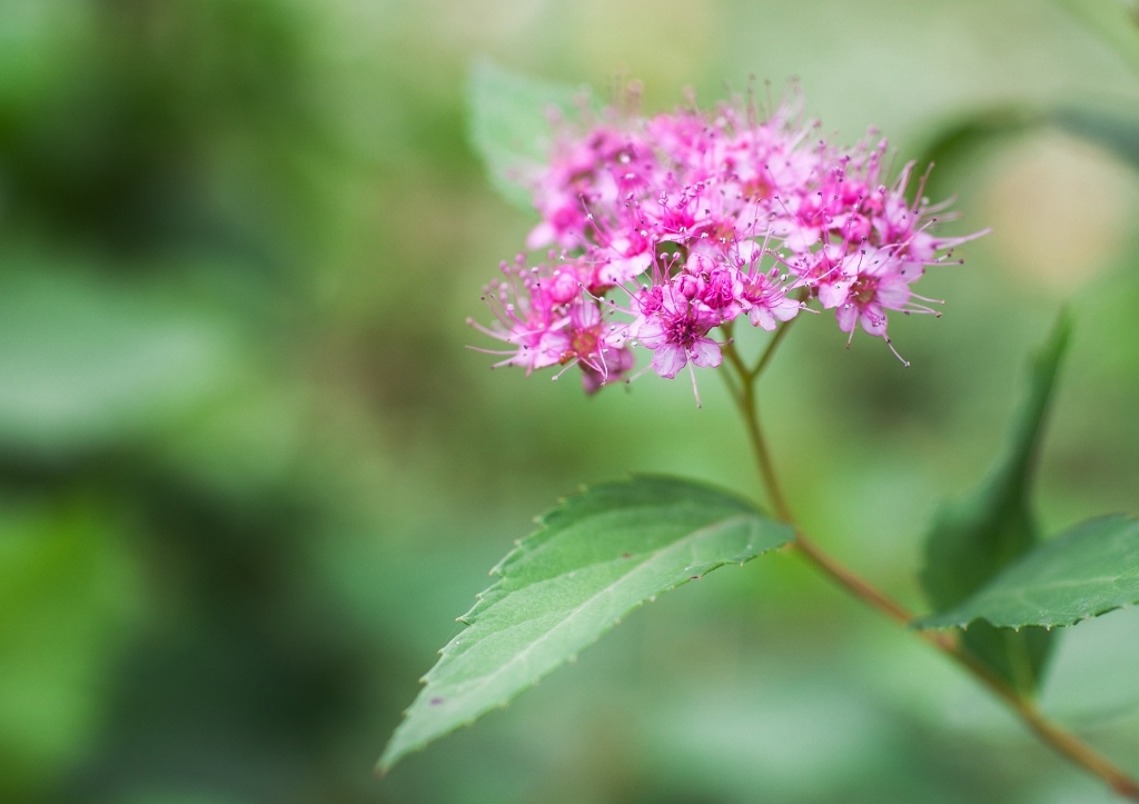 Spierstrauch, Spiraea, Japanische Sommerspiere, Spiraea japonica, Spiraea fritschiana
