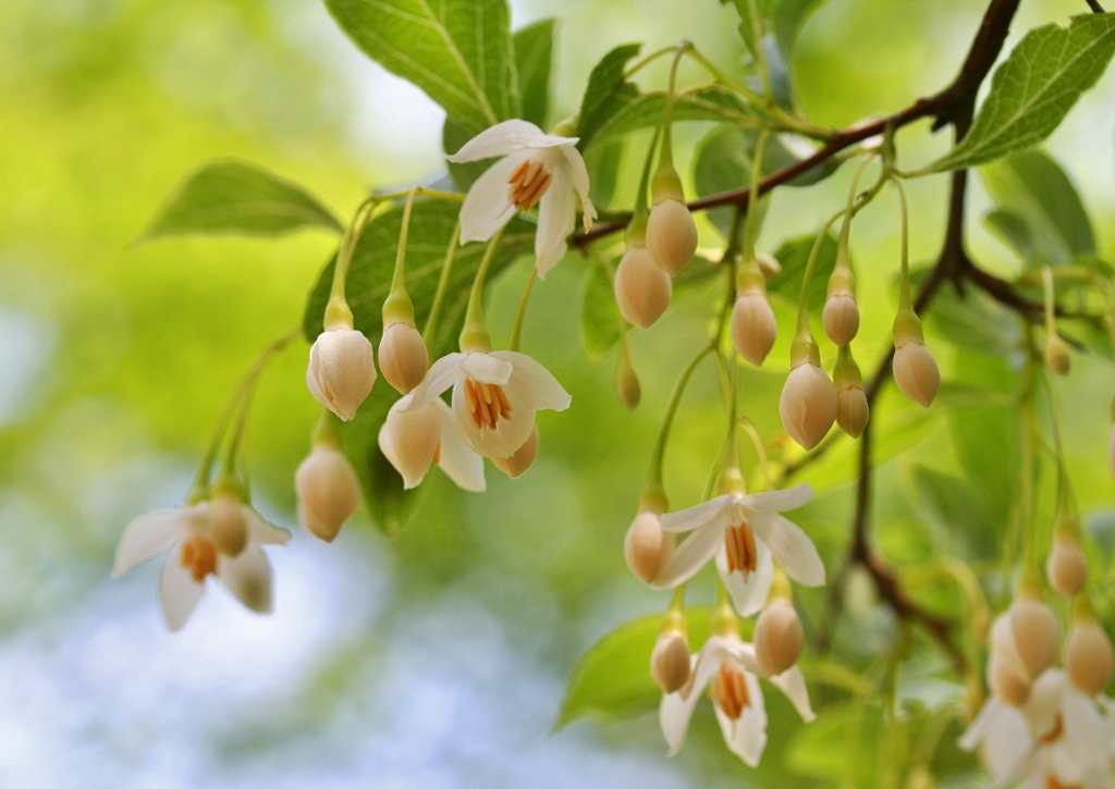 Storaxbaum, Styrax officinalis