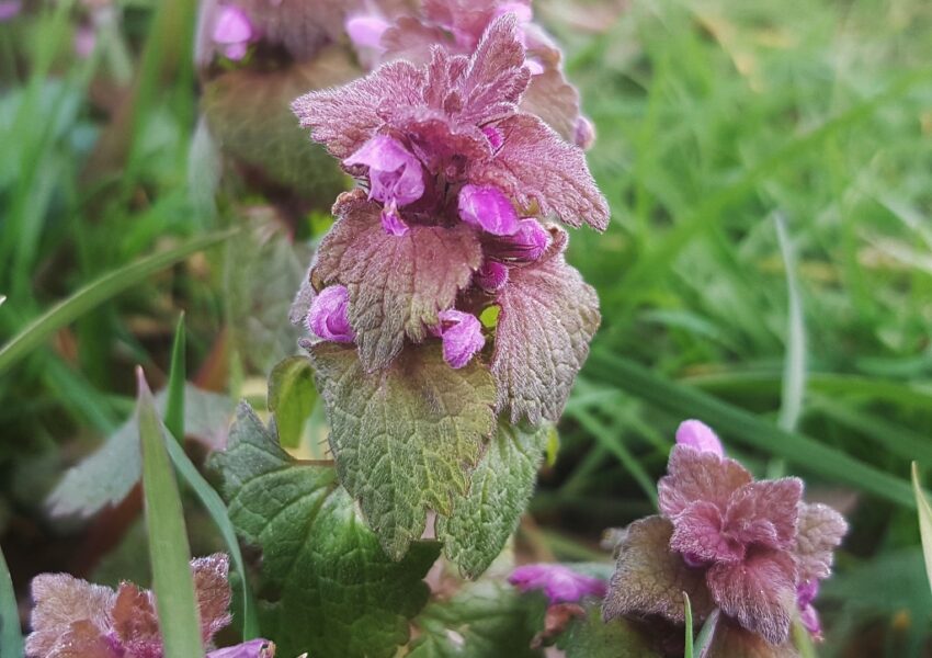 Taubnessel pflanzen, Taubnessel, Taubnesseln, Frühlingskräuter, Lamium, Purpurrote Taubnessel, Lamium purpureum