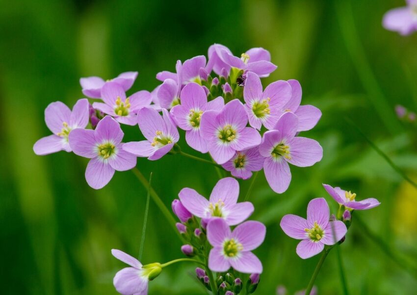 Wiesenschaumkraut, Cardamine pratensis