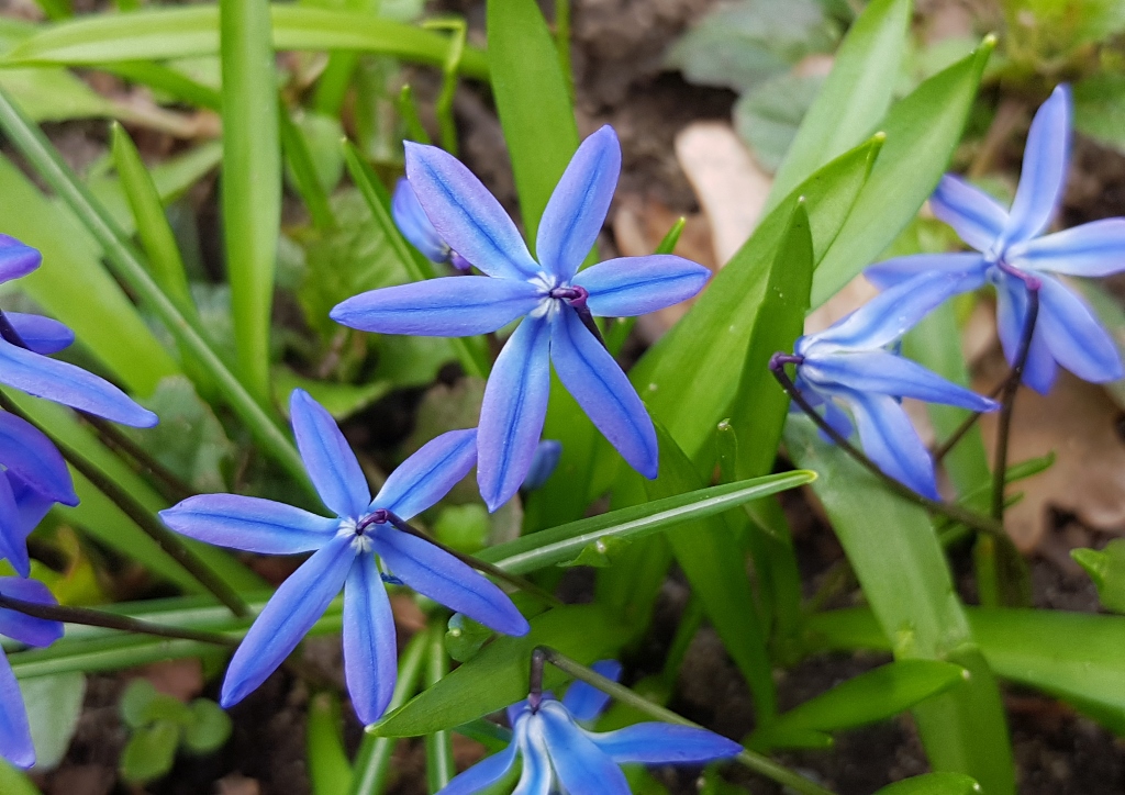 Blaustern, Sternhyazinthe, Scilla, Zweiblättriger Blaustern, Scilla bifolia