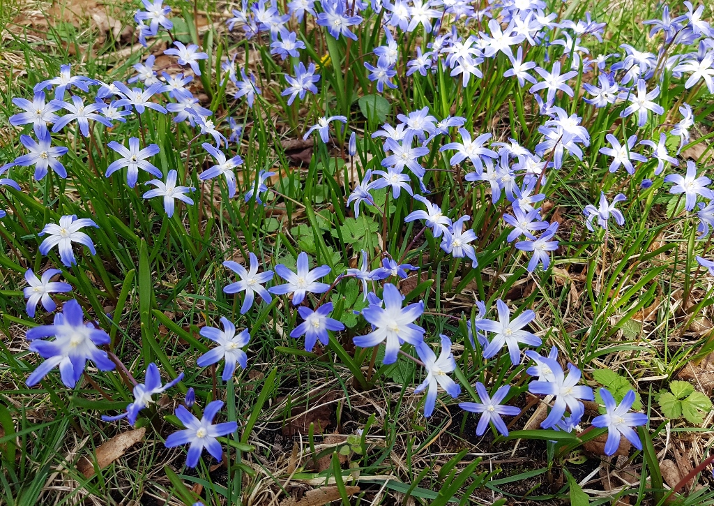 Sternhyazinthe Gewöhnliche Sternhyazinthe, Scilla luciliae
