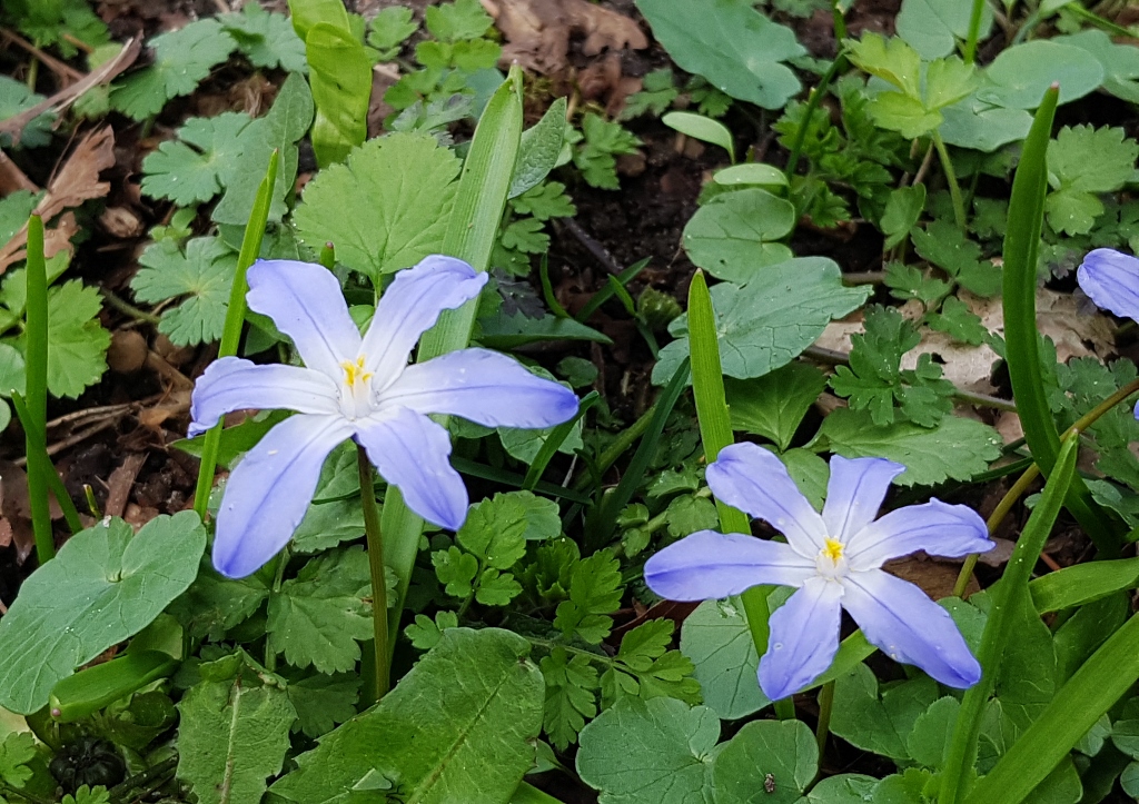 Sternhyazinthe Gewöhnliche Sternhyazinthe, Scilla luciliae