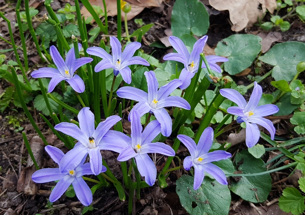 Sternhyazinthe Gewöhnliche Sternhyazinthe, Scilla luciliae