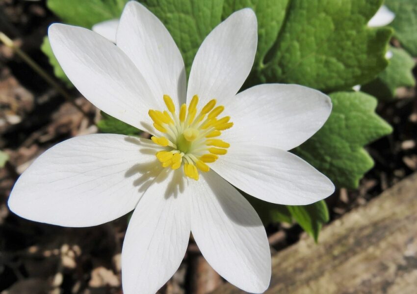 Blutwurz, Sanguinaria canadensis, Major