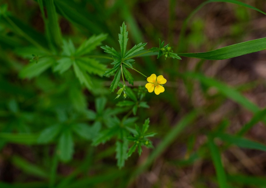 Blutwurz, Rotwurz, Aufrechtes Fingerkraut, Tormentill, Potentilla erecta