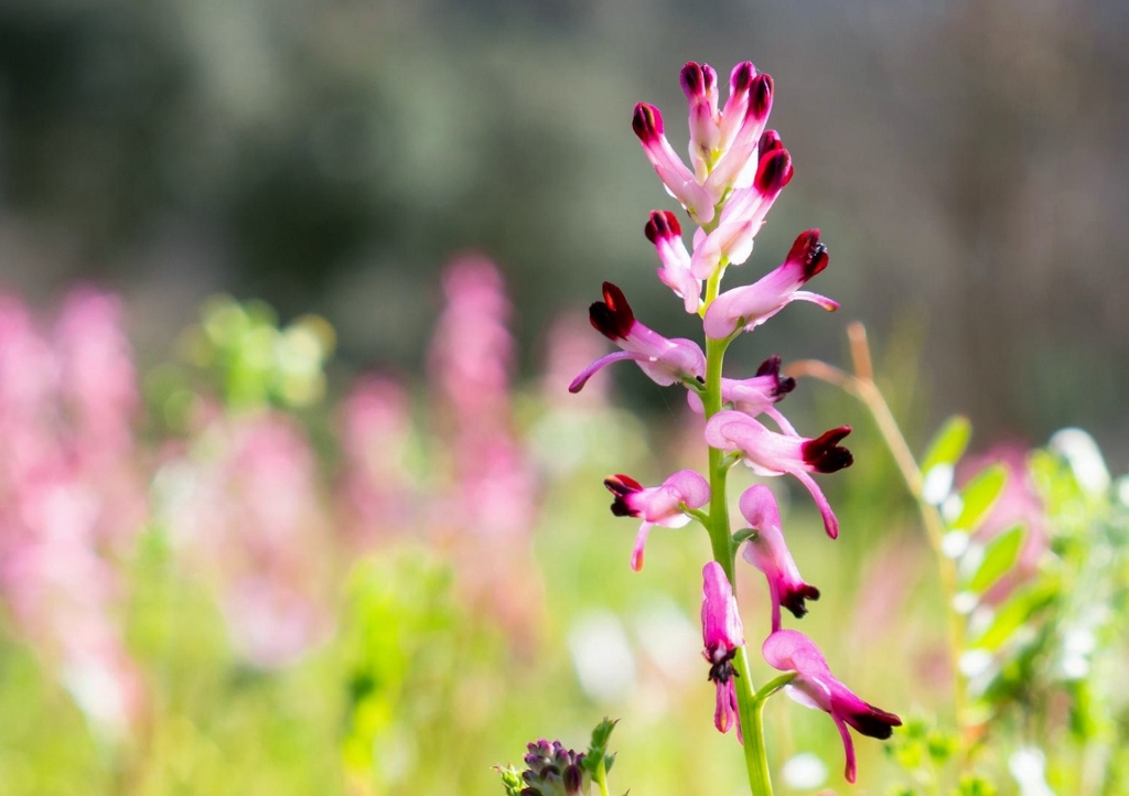 Erdrauch, Fumaria, Gewöhnlicher Erdrauch, Fumaria officinalis