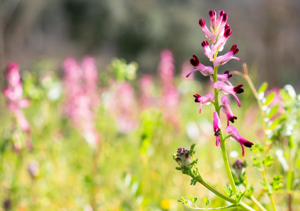 Erdrauch, Fumaria, Gewöhnlicher Erdrauch, Fumaria officinalis