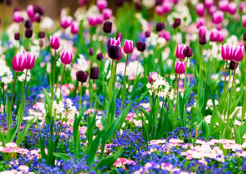 Frühlingsbeet anlegen, Frühlingsbeet, Blumenbeet, Frühblüher, Frühlingsblumen