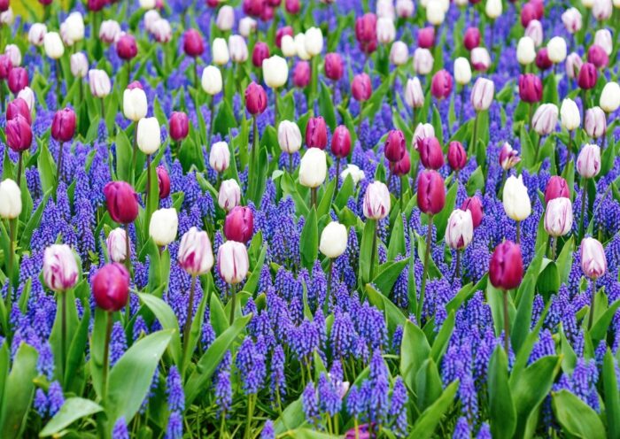 Frühlingsbeet anlegen, Tulpen, Traubenhyazinthen, Frühlingsblumen