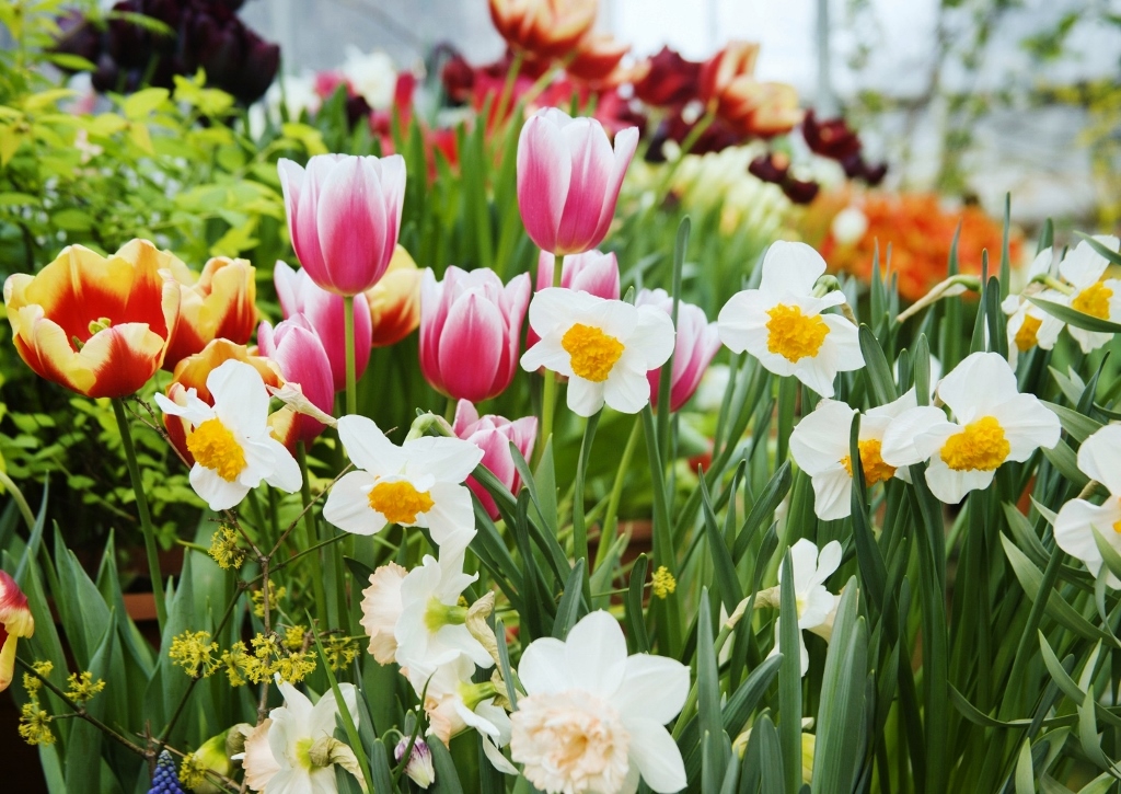 Frühlingsbeet anlegen, Frühlingsbeete, Frühlingsblumen