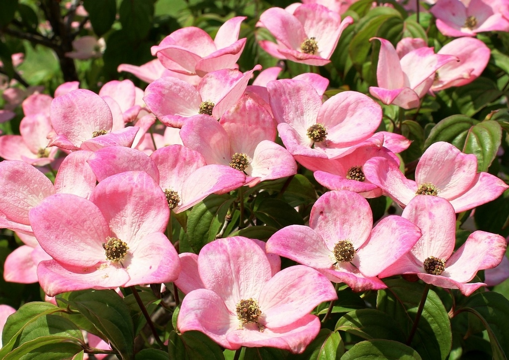 Hartriegel, Hornstrauch, Japanischer Blüten-Hartriegel, Cornus kousa, Satomi
