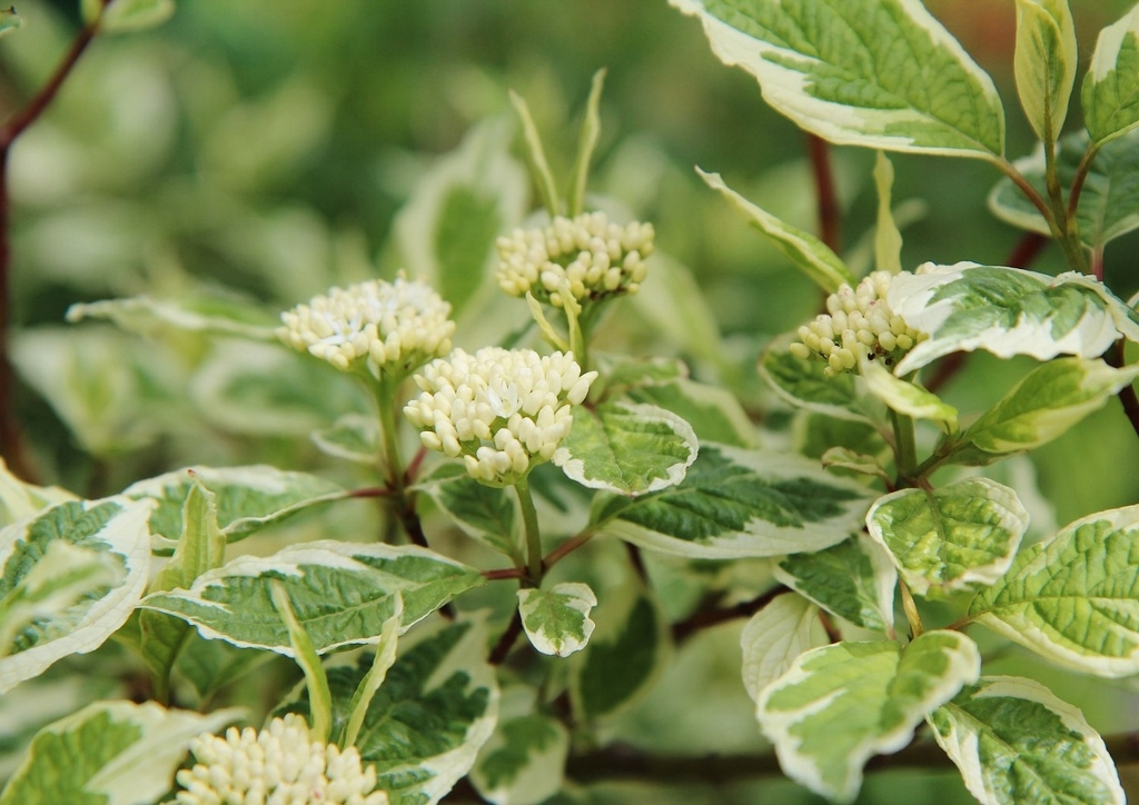 Hartriegel, Hornstrauch, Cornus, Weißer Hartriegel, Variegata