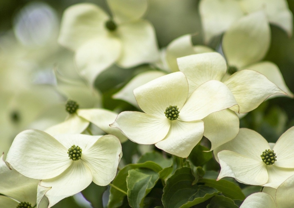 Hartriegel, Hornstrauch, Japanischer Blüten-Hartriegel, Cornus kousa, Schmetterling