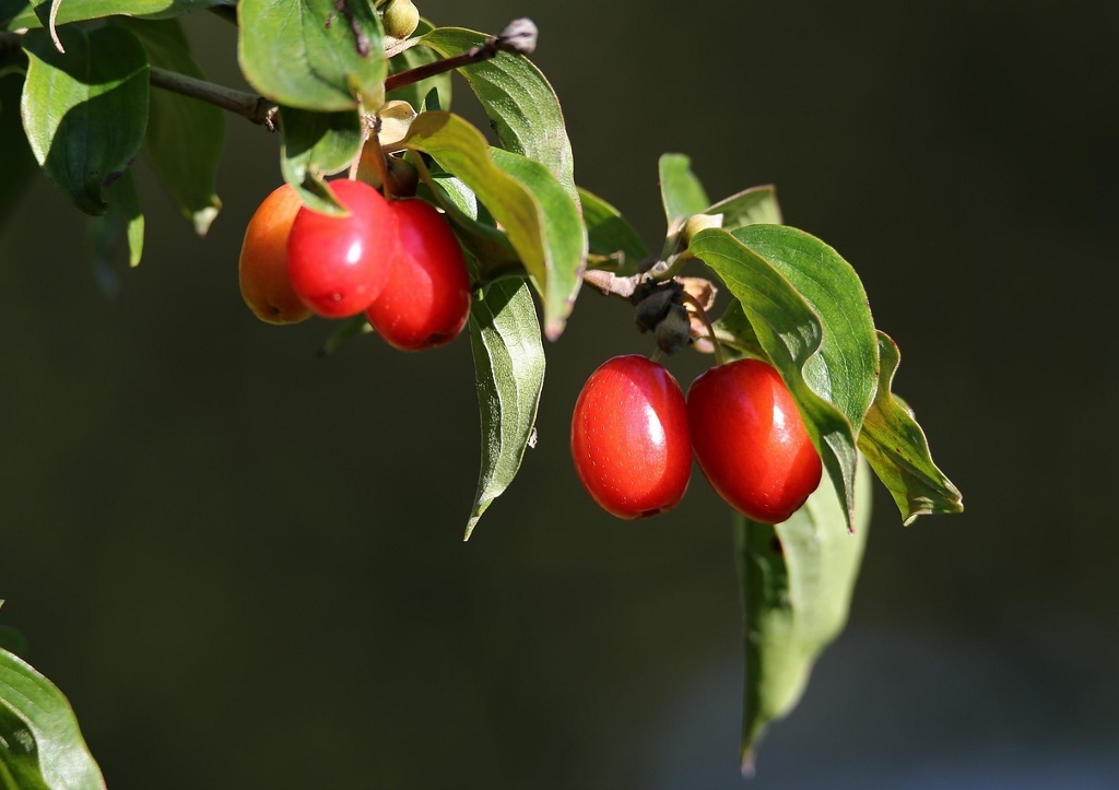 Hartriegel, Kornelkirsche, Cornus, Cornus mas