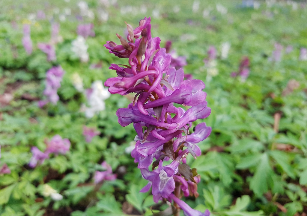 Lerchensporn, Corydalis, Hohler Lerchensporn, Corydalis cava