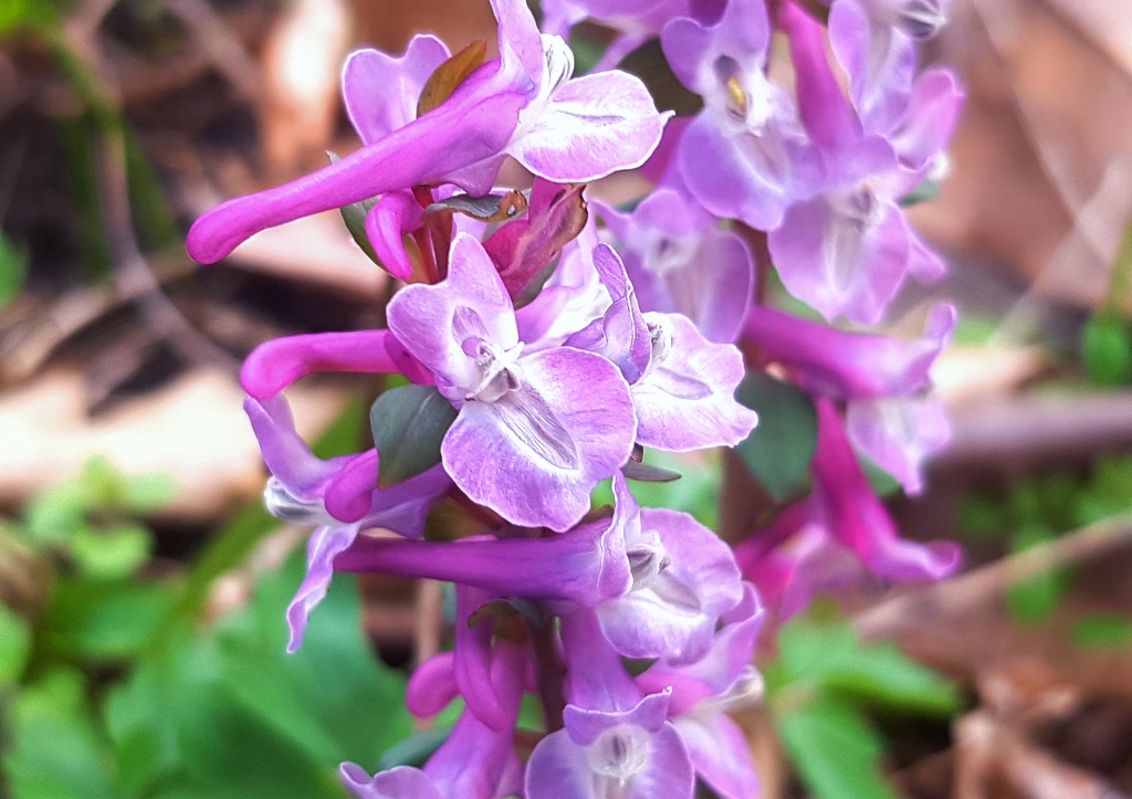 Lerchensporn, Corydalis, Hohler Lerchensporn, Corydalis cava