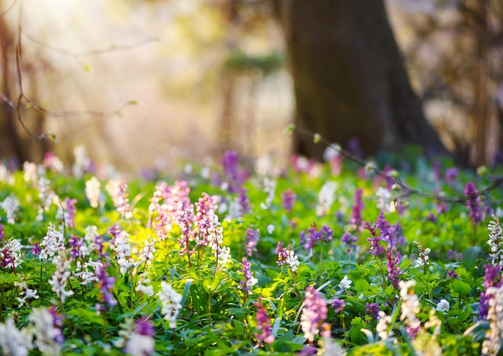 Corydalis im Wald