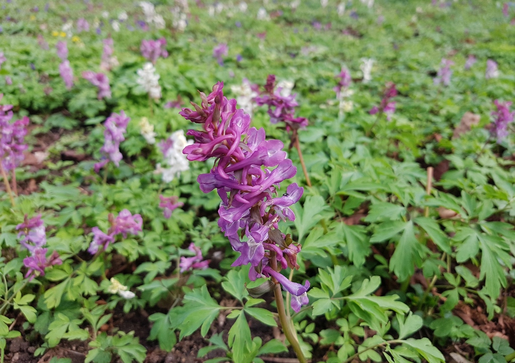 Lerchensporn, Corydalis, Hohler Lerchensporn, Corydalis cava
