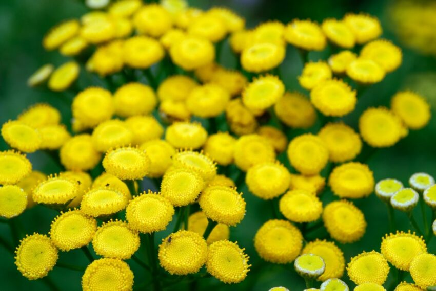 Rainfarn, Wurmkraut, Tanacetum vulgare