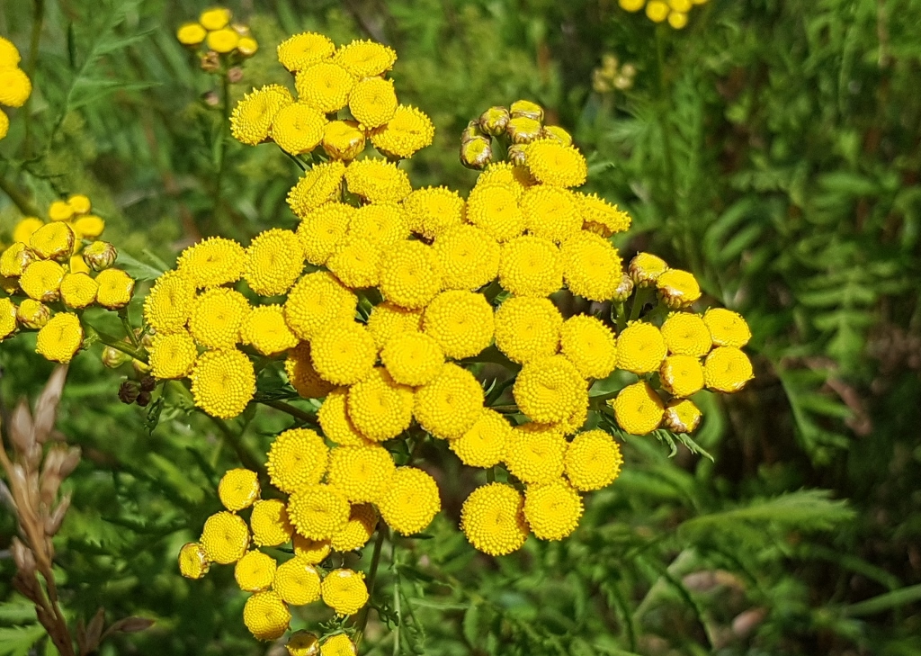 Rainfarn, Wurmkraut, Tanacetum vulgare