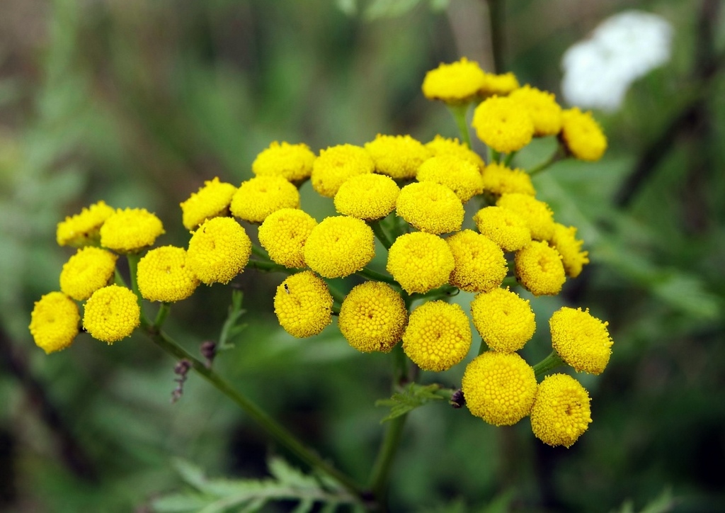 Rainfarn, Wurmkraut, Tanacetum vulgare