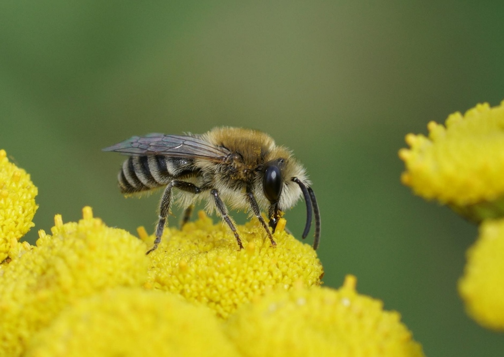Rainfarn, Wurmkraut, Tanacetum vulgare