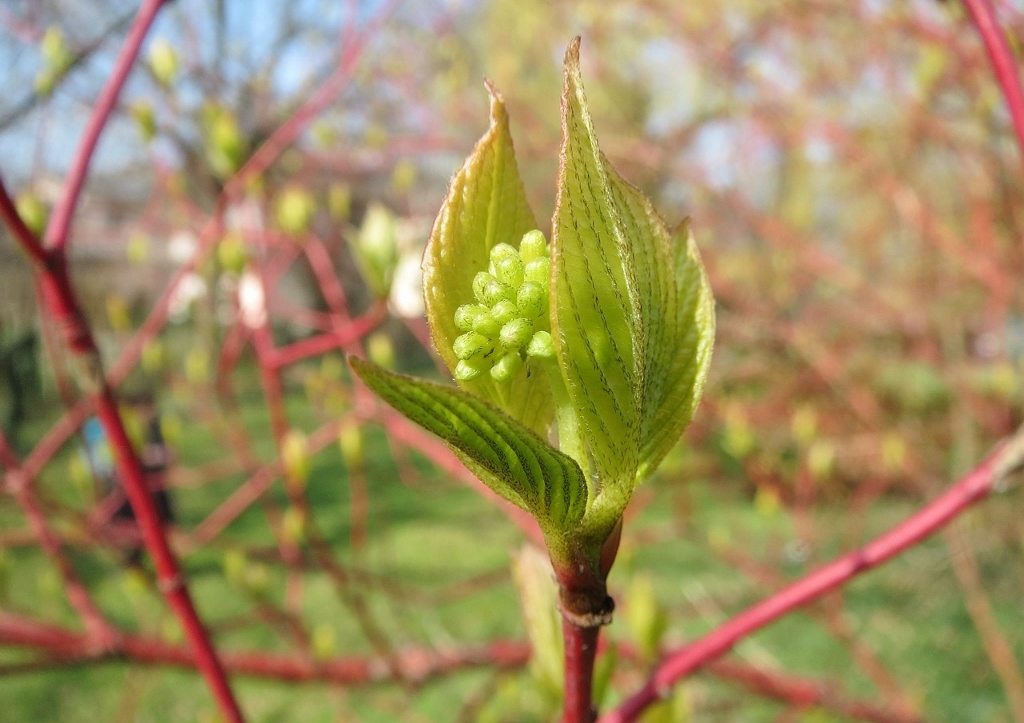 Hartriegel, Roter Hartriegel, Cornus, Cornus sanguinea