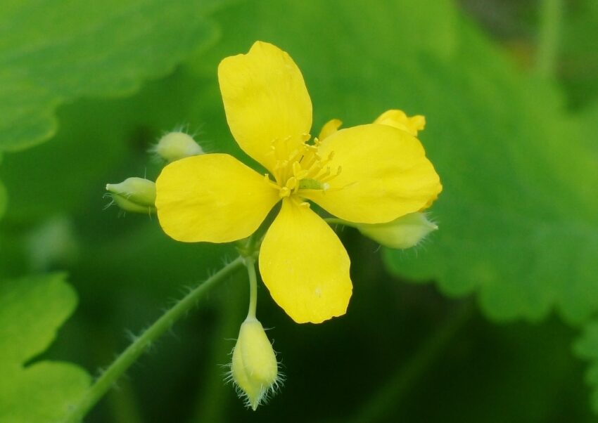 Schöllkraut, Chelidonium majus