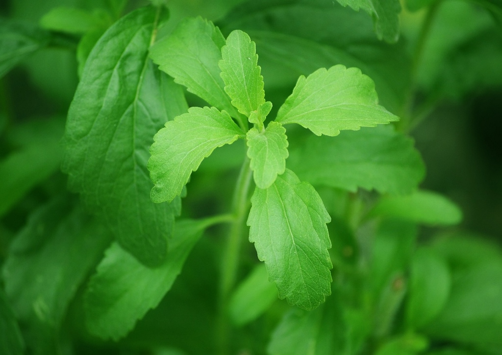 Stevia, Honigkraut, Süßkraut, Stevia rebaudiana