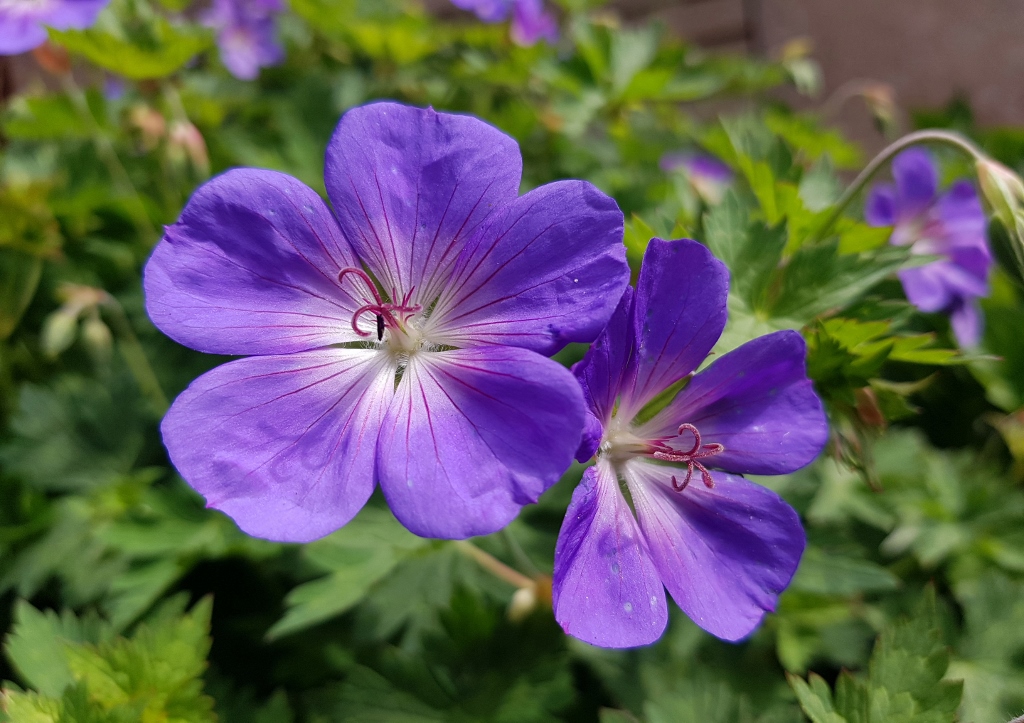 Storchschnabel, Geranie, Himalaya-Storchschnabel, Geranium himalayense, Baby Blue