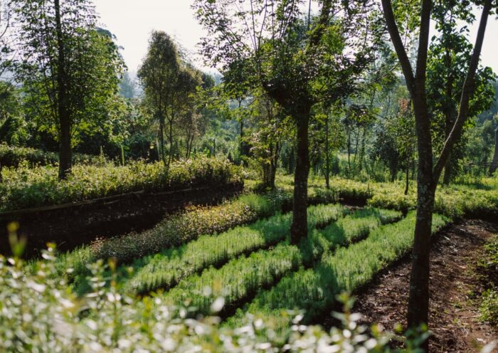 Ecosia, Reforestation, Kenya