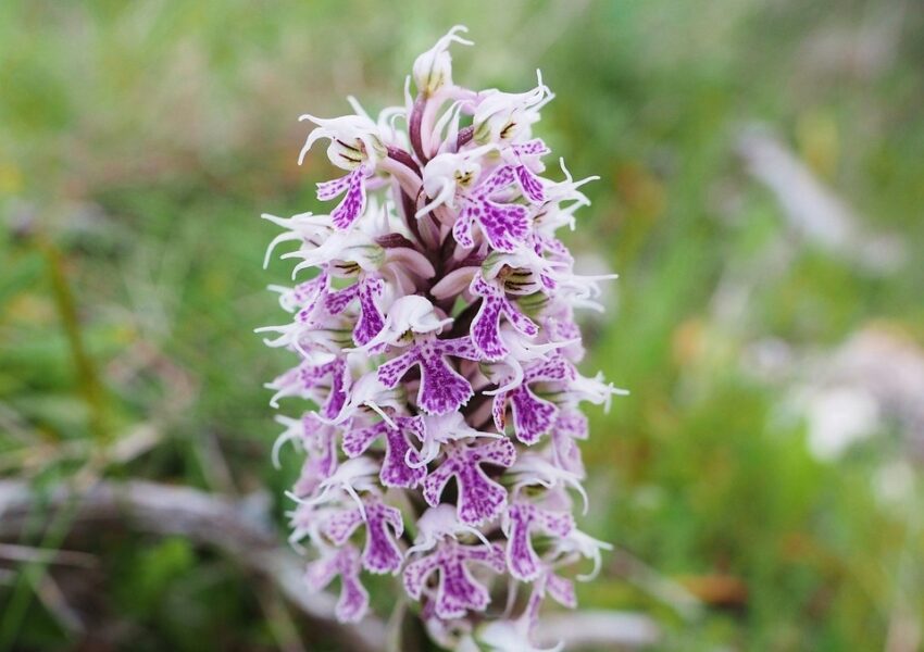 Knabenkraut, Milchweißes Knabenkraut, Neotinea lactea